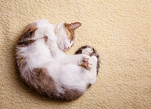 cat rolling on white carpet