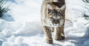 calvin coolidge bobcat