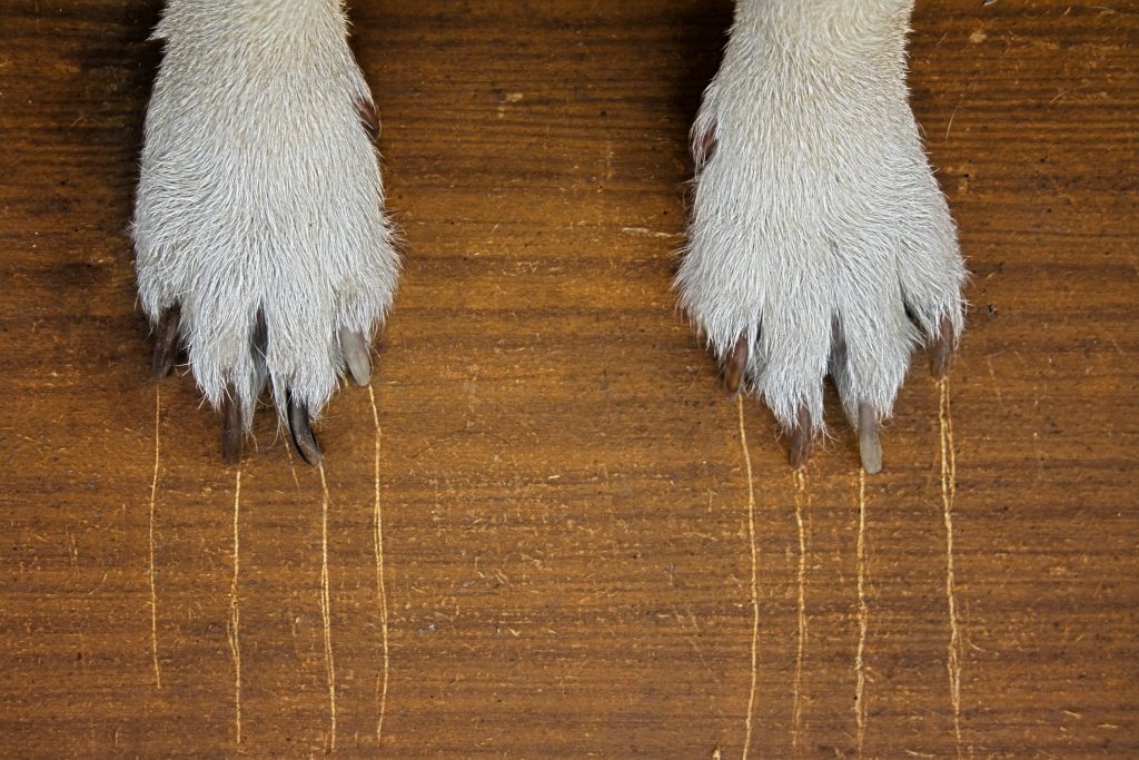 Dog paws with nail scratch marks on hardwood floor