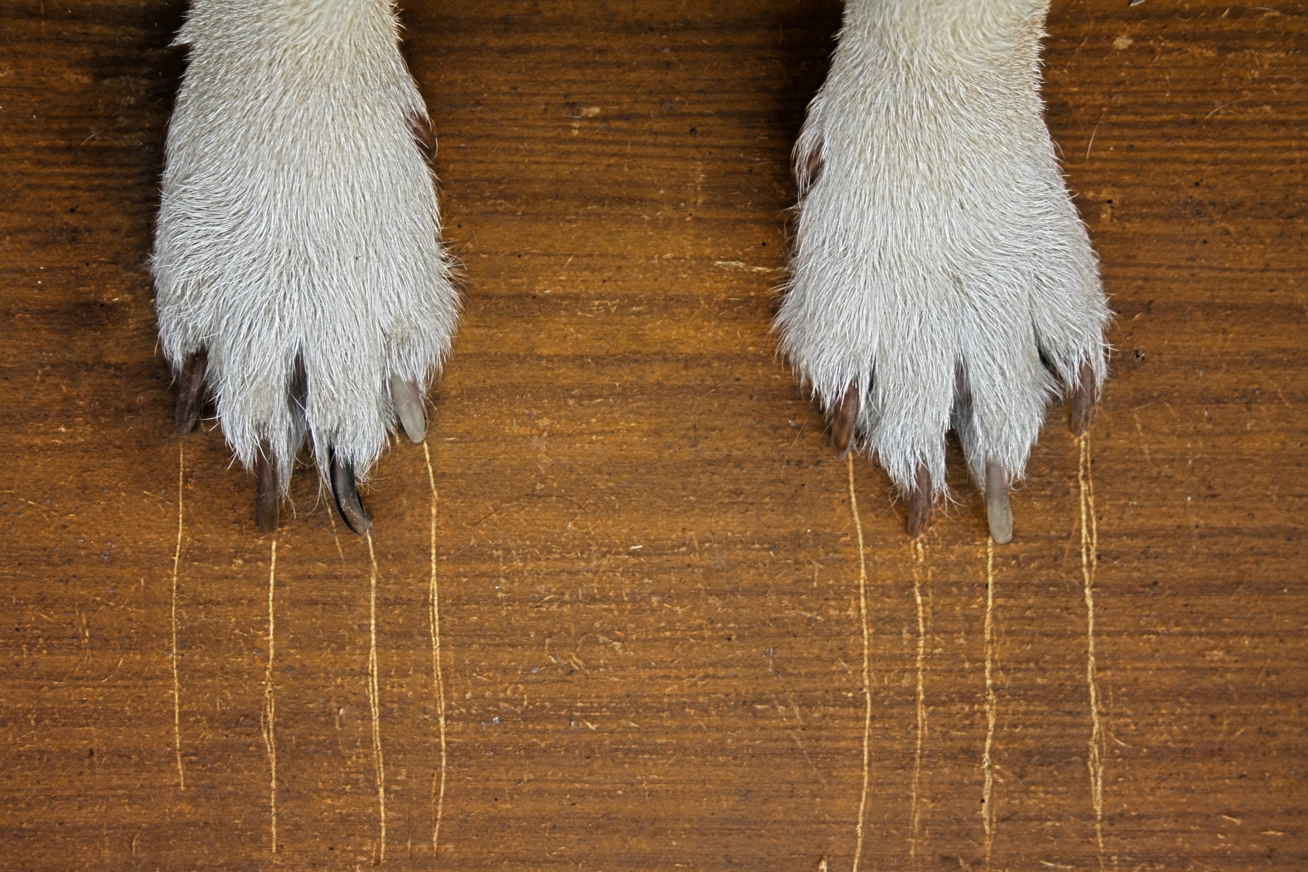 Dog s Claw With Long Claws Leaves Scratches On A Wooden Background 