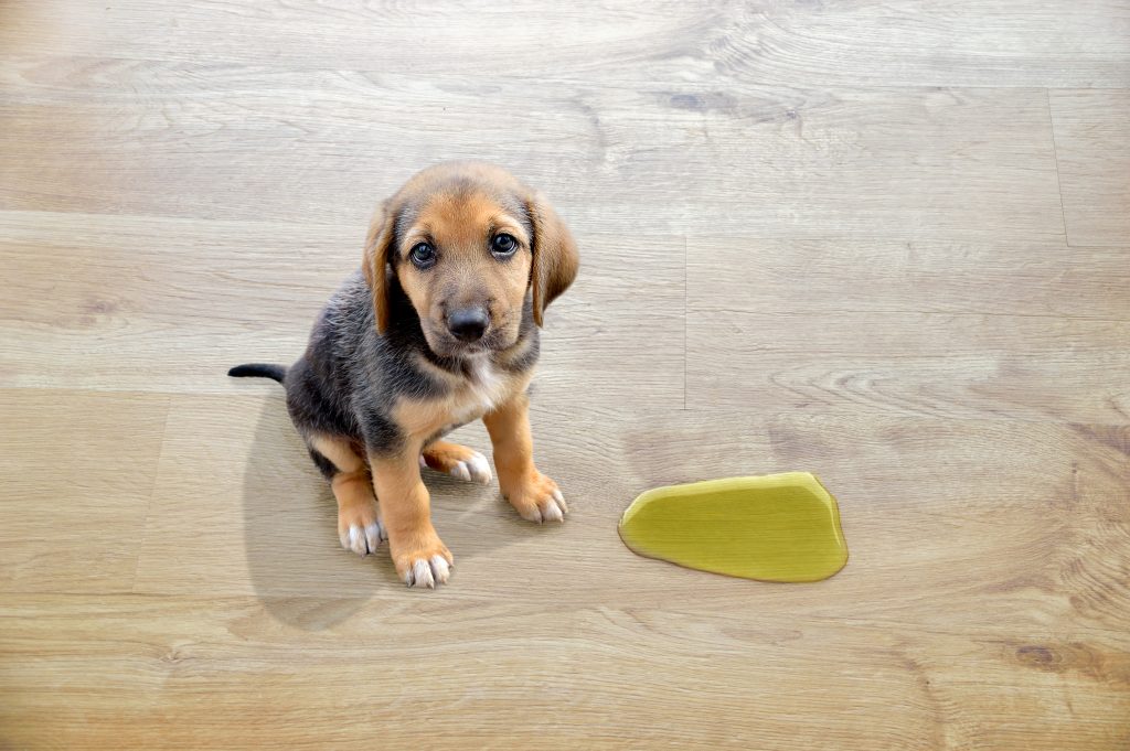 Puppy sitting next to urine puddle on hardwood floor