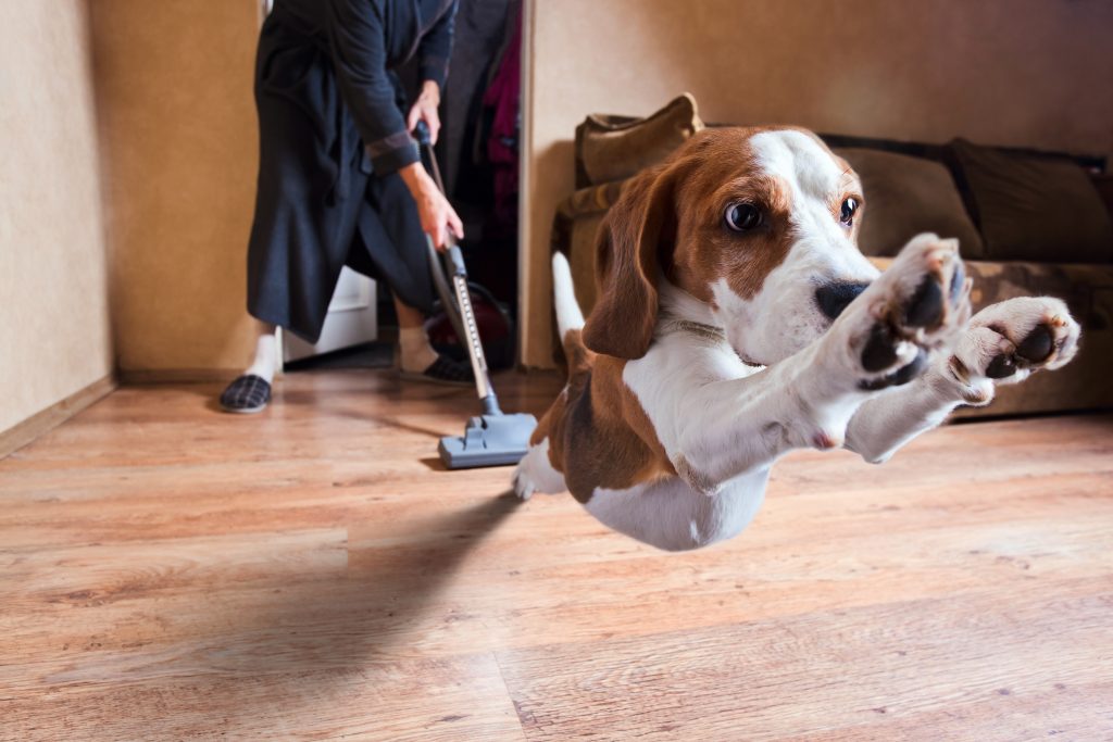 Dog running from a man vacuuming pet hair on a laminate floor