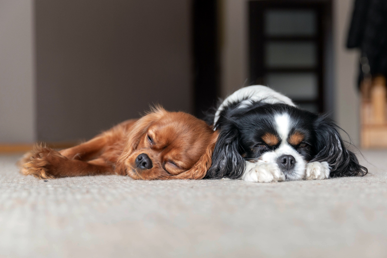 How to Keep Carpet Clean with Dogs: Tips and Tricks
