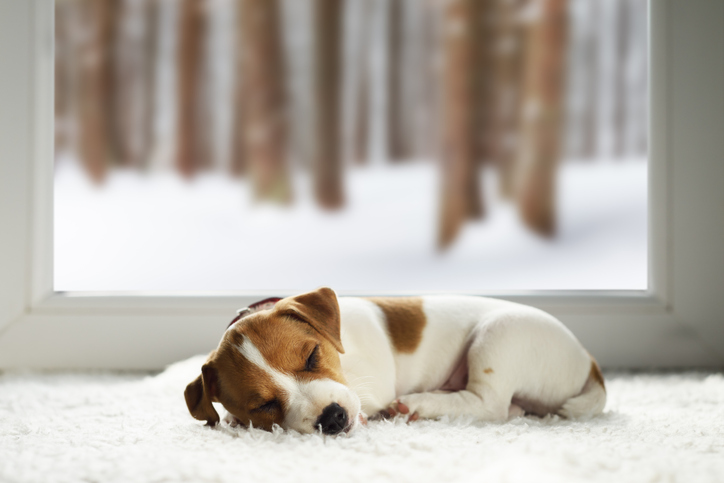 Cold Weather, Warm Carpet: Creating a Cozy Home for Winter